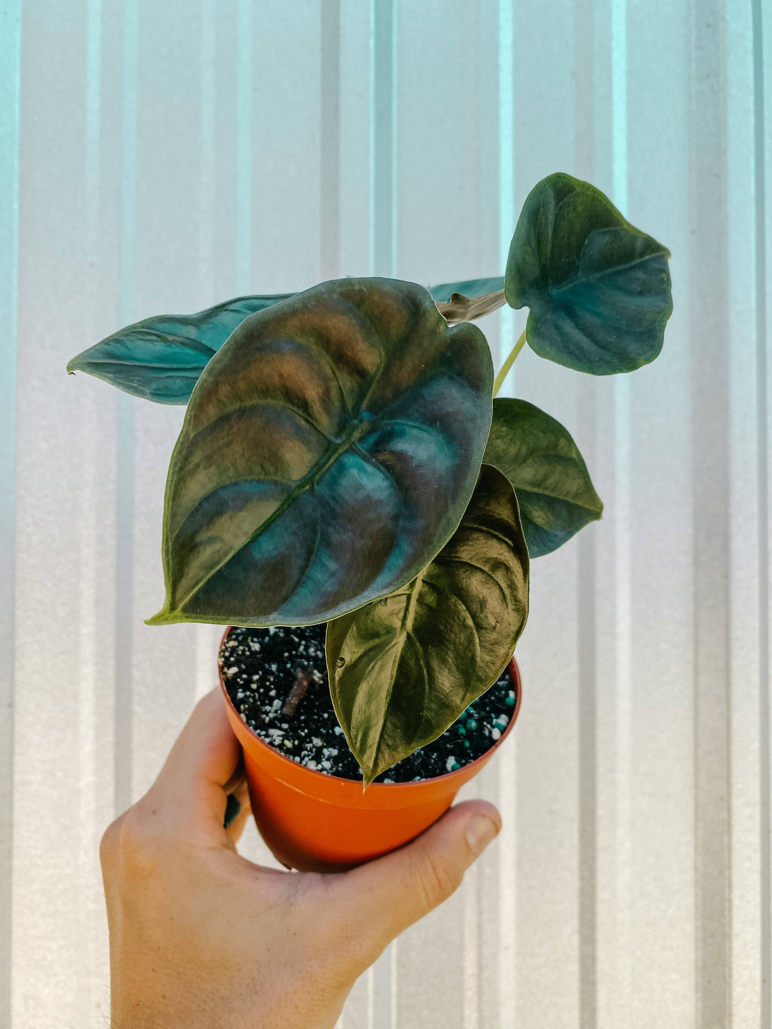 BWH Plant Co - Wholesale Live Plant - 4" Alocasia 'Cuprea'0
