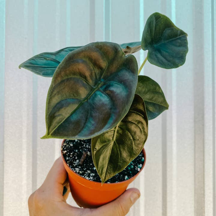 BWH Plant Co - Wholesale Live Plant - 4" Alocasia 'Cuprea'