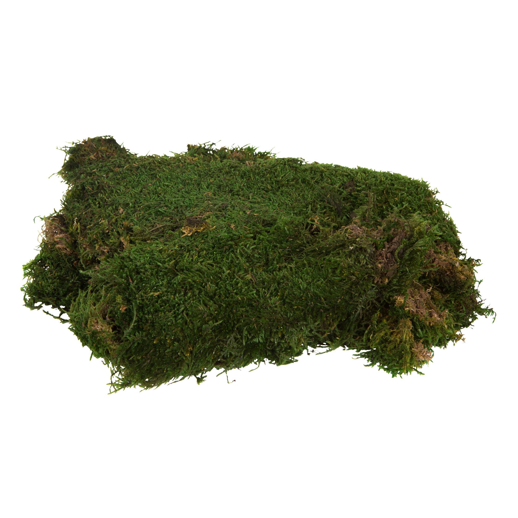 Vickerman Tray of Green Sheet Moss, Preserved for wholesale on Faire3