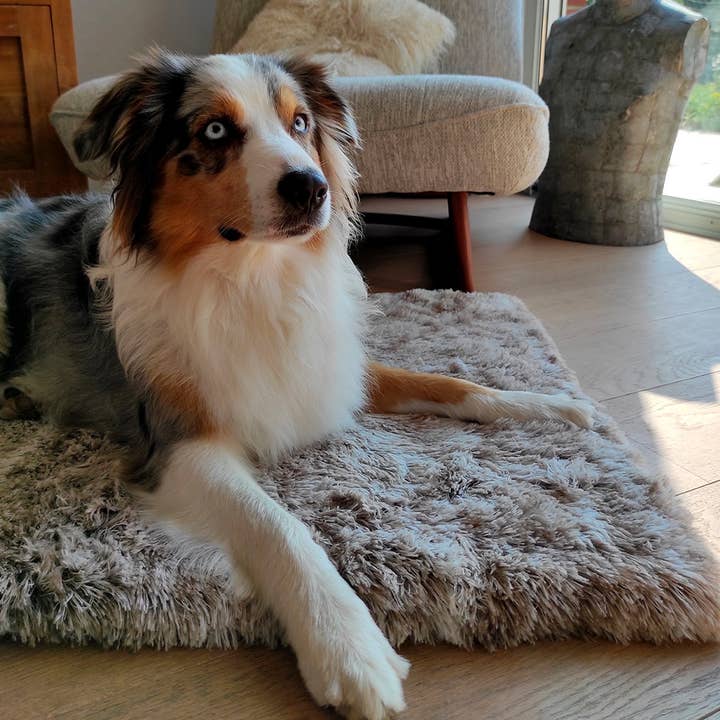 Bobby Canifrance - Vendita all'ingrosso Coperta - Cani e gatti - Coperta per animali - Poilu - Bobby2