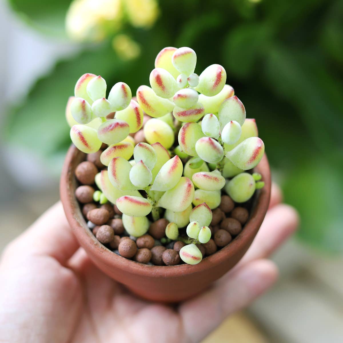 Best Plant Friend - Wholesale Succulent - Cotyledon Pendens - Cliff Cotyledon Succulents 4" Pot6