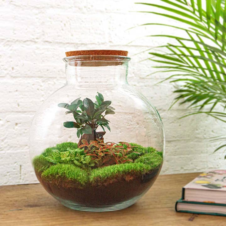 Oasis of Life - Wholesale DIY Craft Kit - Bottle Garden DIY Kit – Terrarium Set "Bolder Bob Bonsai" – Ø31cm x H30cm – With Ficus Ginseng, Fittonia & Moss – Self-sustaining Plant Ecosystem for DIY1