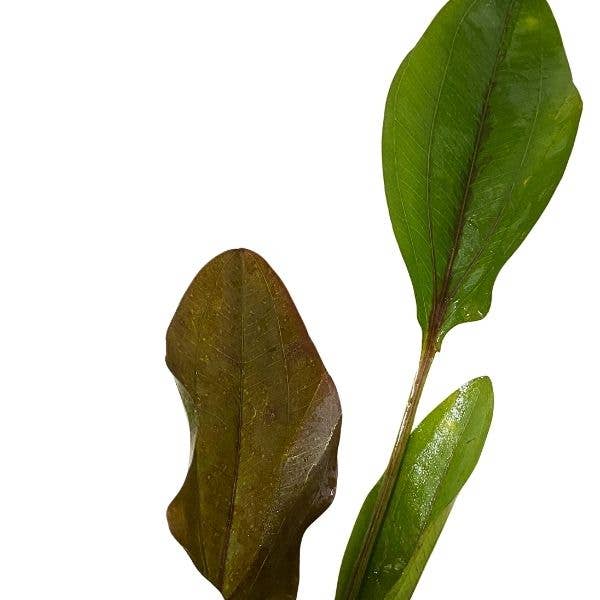 Wetplants - Wholesale Live Plant - Atlandsberg Sword Plant - Potted1