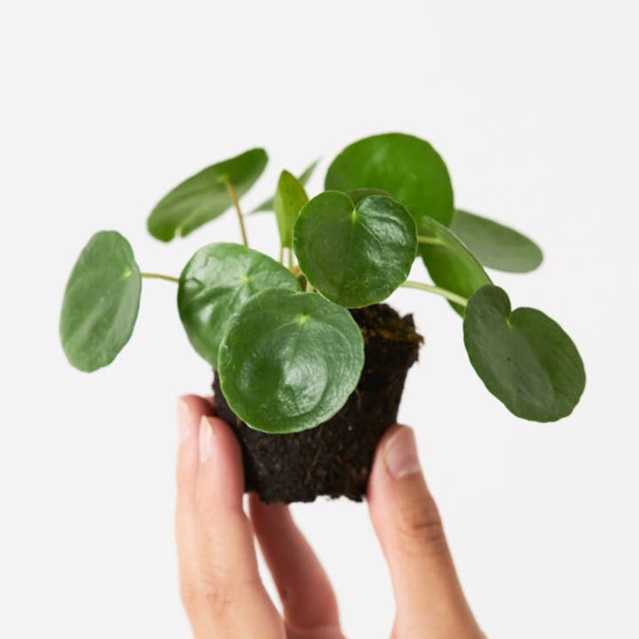 Pilea Peperomyoides pour la vente par Miniplanta