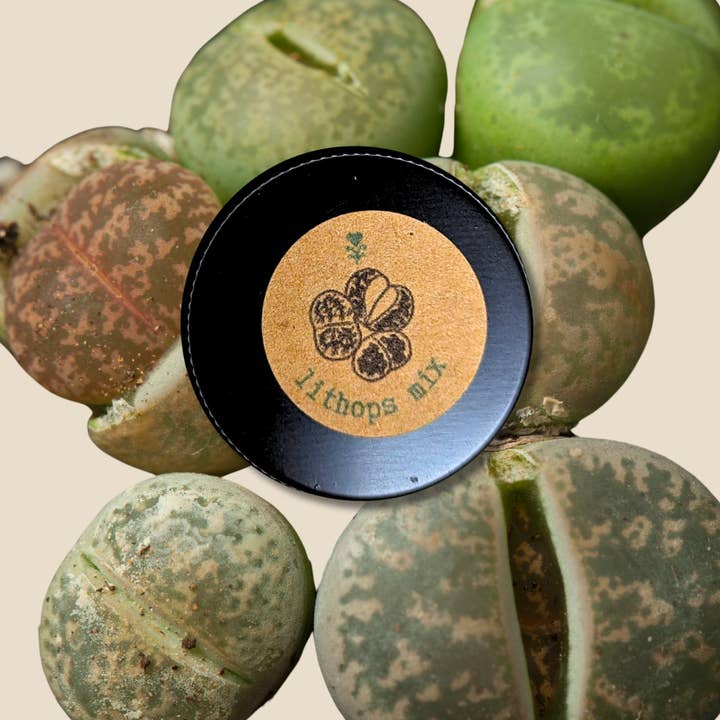 Succulent Seed Gift Tins for wholesale by Plantflix