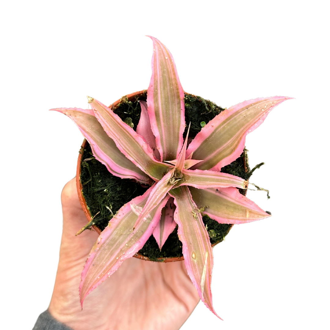 Flow State - Wholesale Live Plant - 3" Bromeliad Cryptanthus (Cryptanthus spp.) – Growers Choice1