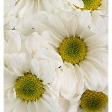 Florasource - Wholesale Fresh Cut Flowers - Daisy White 12 / 6  Bunches0