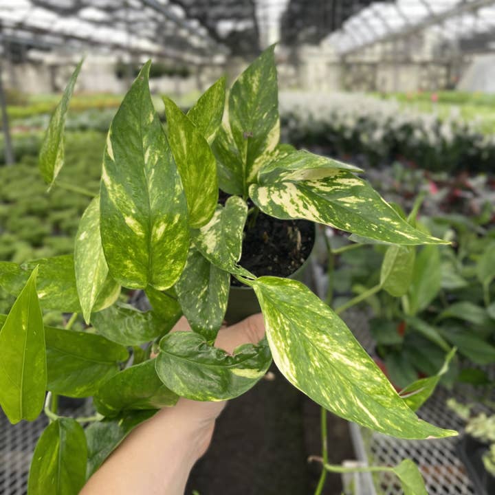 Thorsen's Greenhouse - Wholesale Live Plant - Epipremnum Pinnatum Neon - 4" Live Plant6