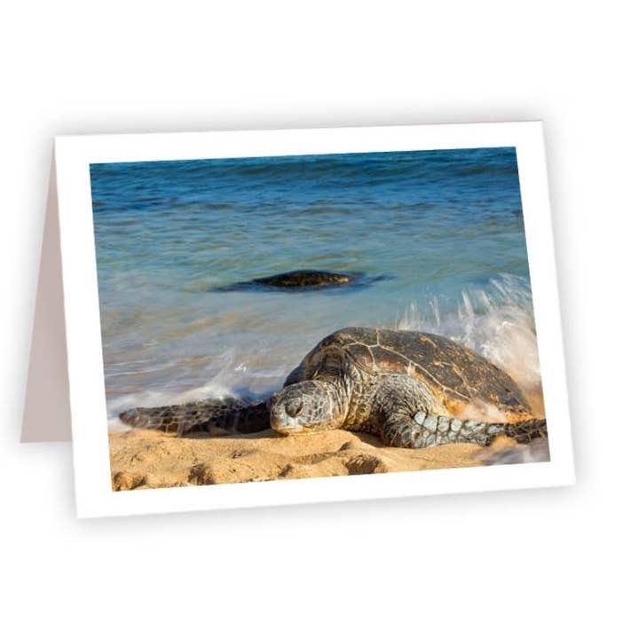 Nature and Wildlife Cards - Sea Turtle for wholesale by Ahava River Cards, Books & Decor