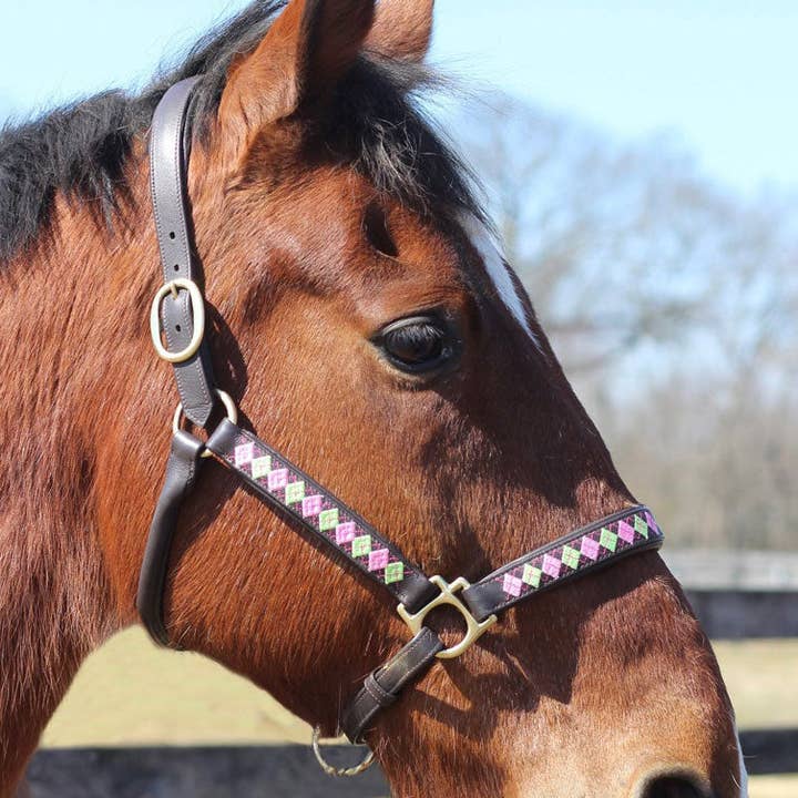 Henri de Rivel Embroidered Leather Halter for wholesale by JPC Equestrian