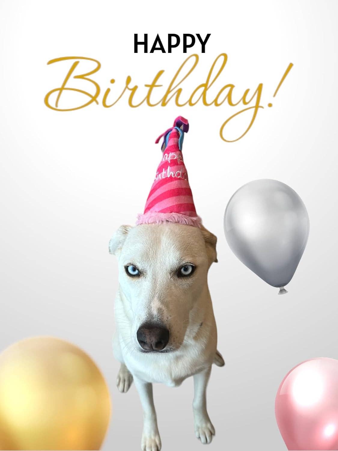 Rose Jouet pour chien avec chapeau d'anniversaire rose en vente sur Faire2