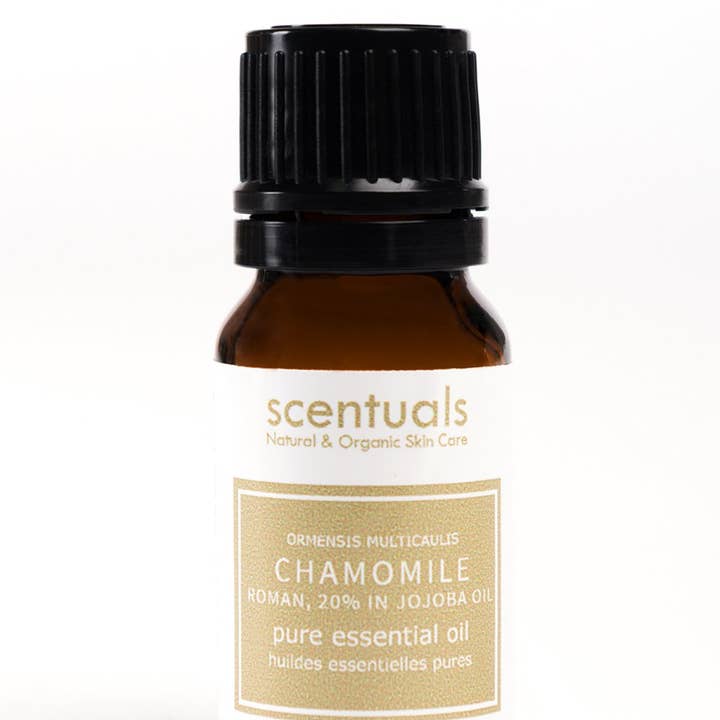 Camomilla, olio essenziale romano 20% in olio di jojoba per la vendita all'ingrosso da parte di Scentuals Natural & Organic Skin Care