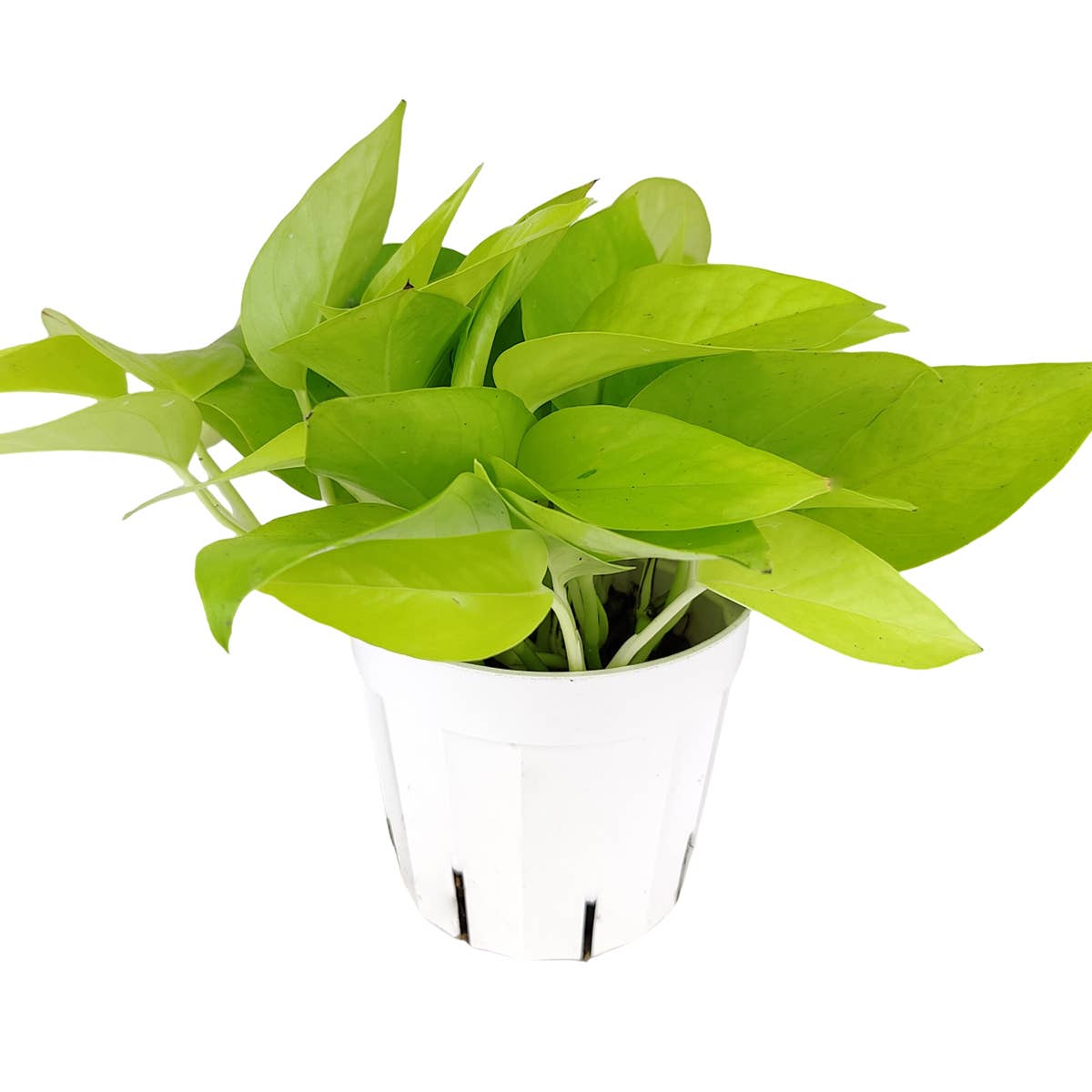 Best Plant Friend - Wholesale Live Plant - Neon Pothos - Pothos Plants - Live Houseplants - 4/6in Pot5