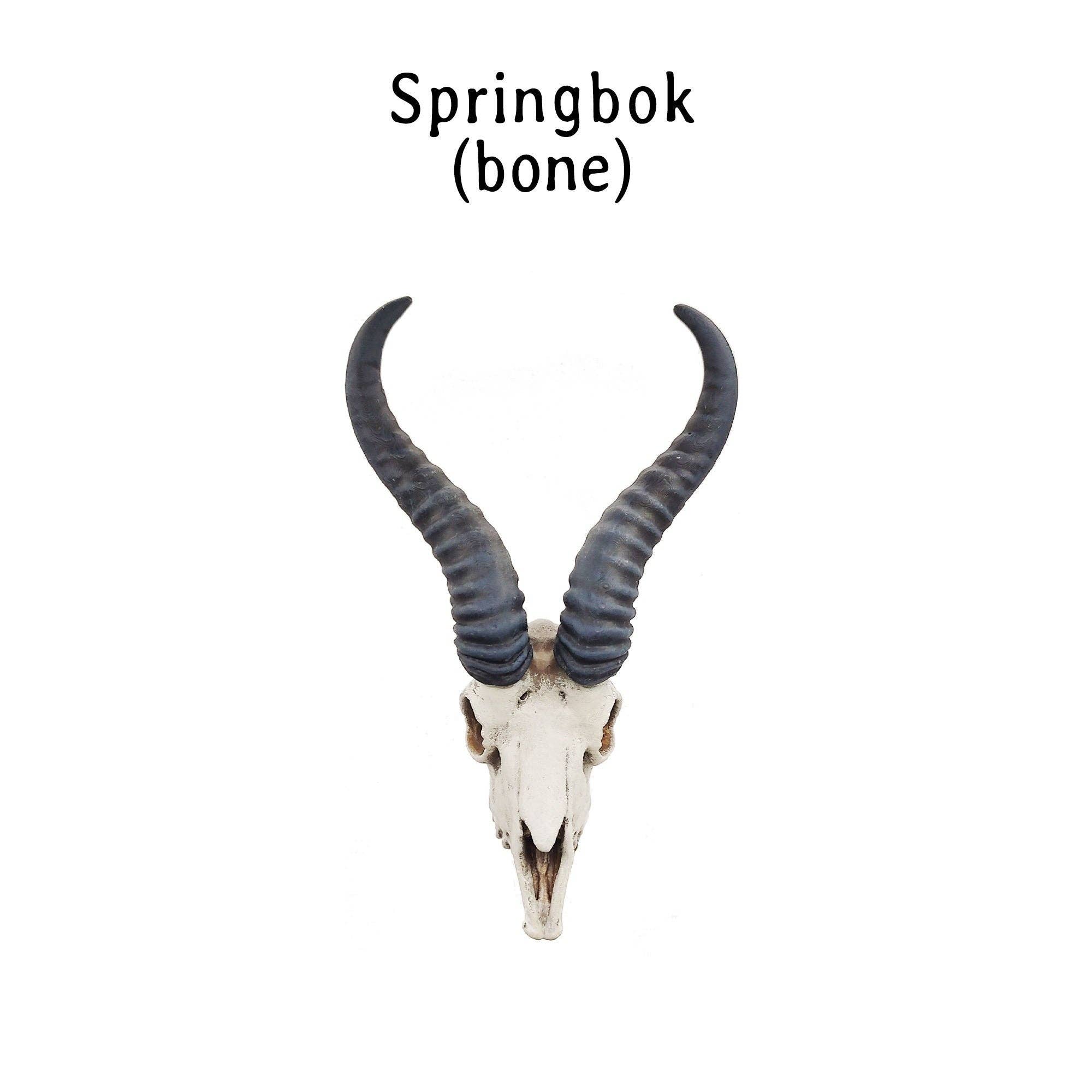 The Scale Grail - Wholesale Decorative Figurine - Springbok Skull Replica 1:6 Scale miniature animal skulls for use in dollhouse, diorama, models, tiny antelope cranium (1 skull)0