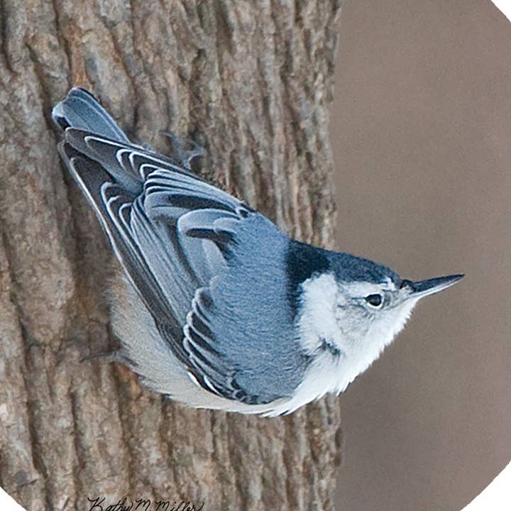 KM Nut Hatch for wholesale by Andreas