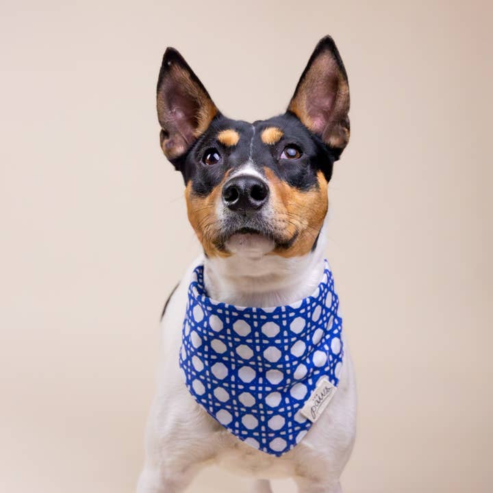 The Paws - Wholesale Pet Bandana - Dog - Riff Dog Bandana2