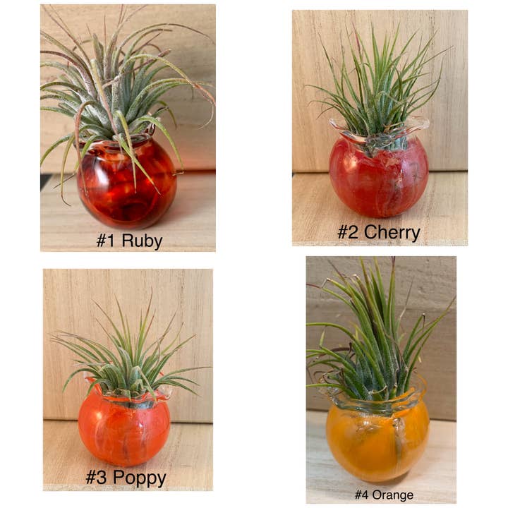 Terrapin Glass Gardens - Wholesale Hanging Planter -
Hand Blown Colorful Glass Vessels with Air Plant