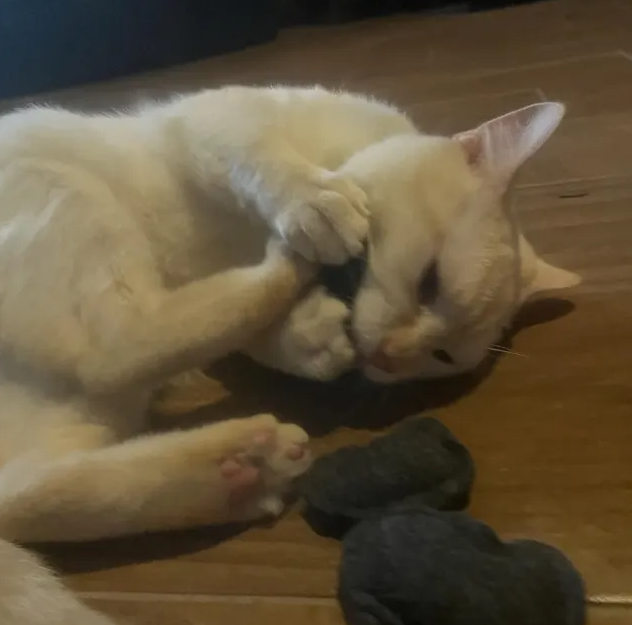 Olive & Eli - Wholesale Pet Toy - Cat - Kitty Coal1