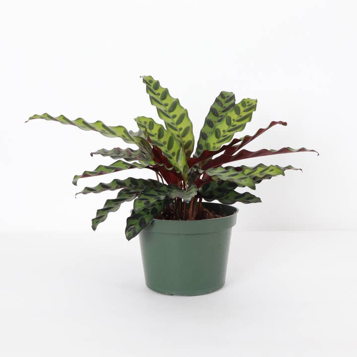 Thorsen's Greenhouse - Wholesale Live Plant - Calathea Rattlesnake - Live Plant