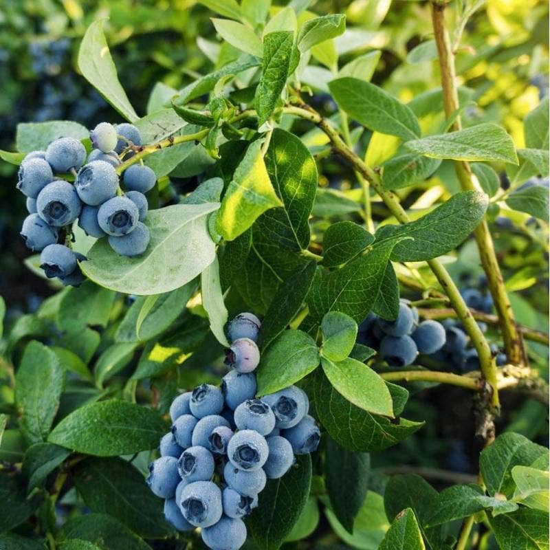 Azienda Agricola Miglioretti - Wholesale Fruit Juice - Organic Blueberry Juice made in Italy ideal for picnics2