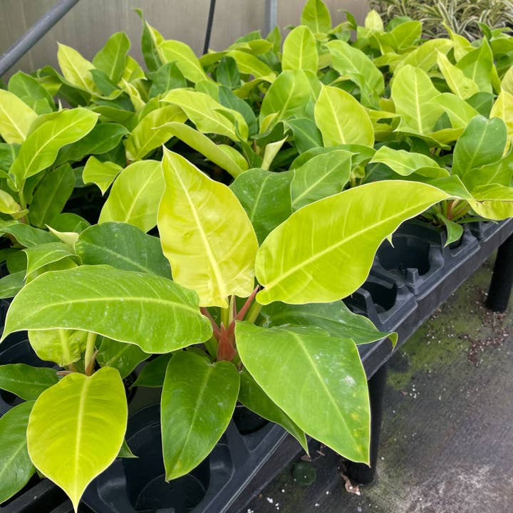 Thorsen's Greenhouse - Wholesale Live Plant - Moonlight Philodendron -  Live Plant1