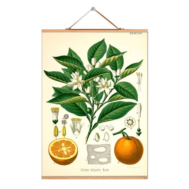 Scroll picture illustration # 092/Köhler/Orange for wholesale by Eicie