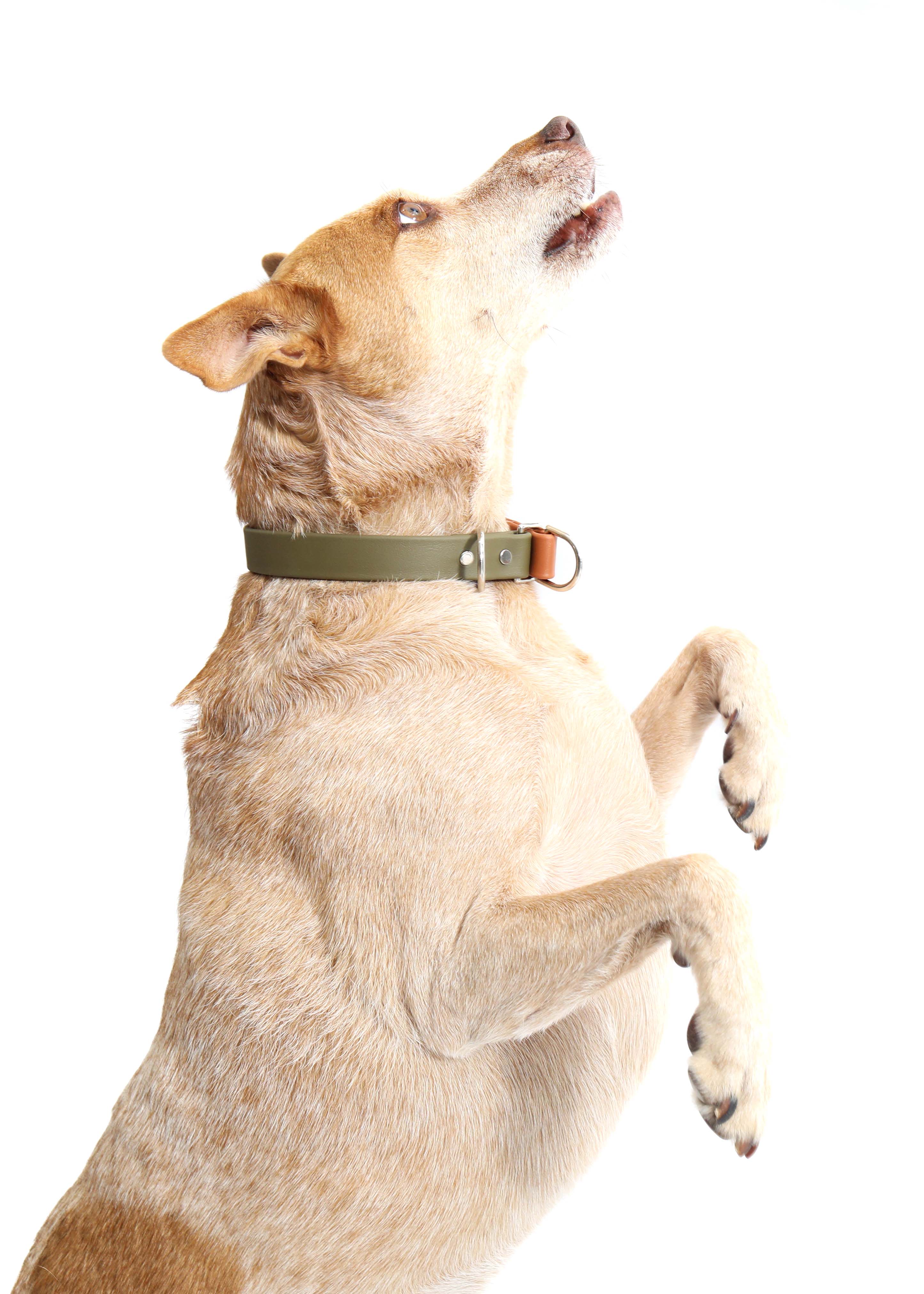 Mimi Green - Wholesale Pet Collar - Dog - Waterproof Biothane Slip Dog Collar - Two Tone7