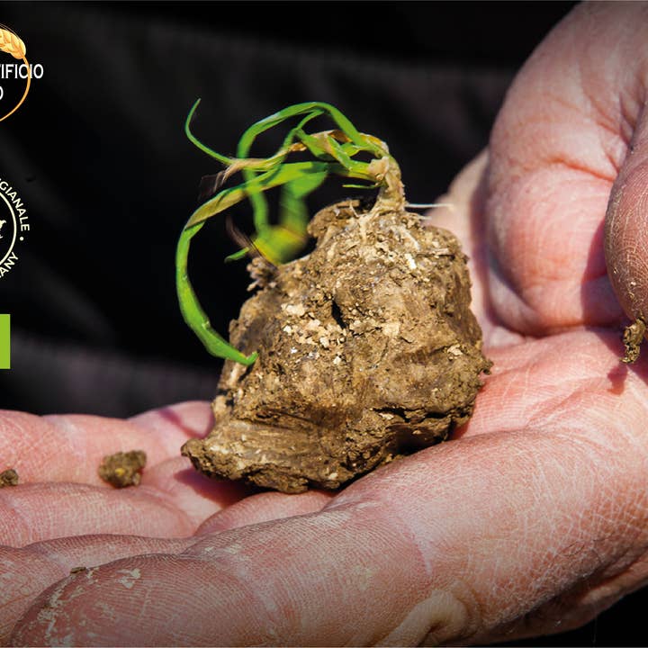 Az BIOAgricola Bertoli - Wholesale Pasta - Pennoni Organic Tuscan Italian Artisan Pasta4