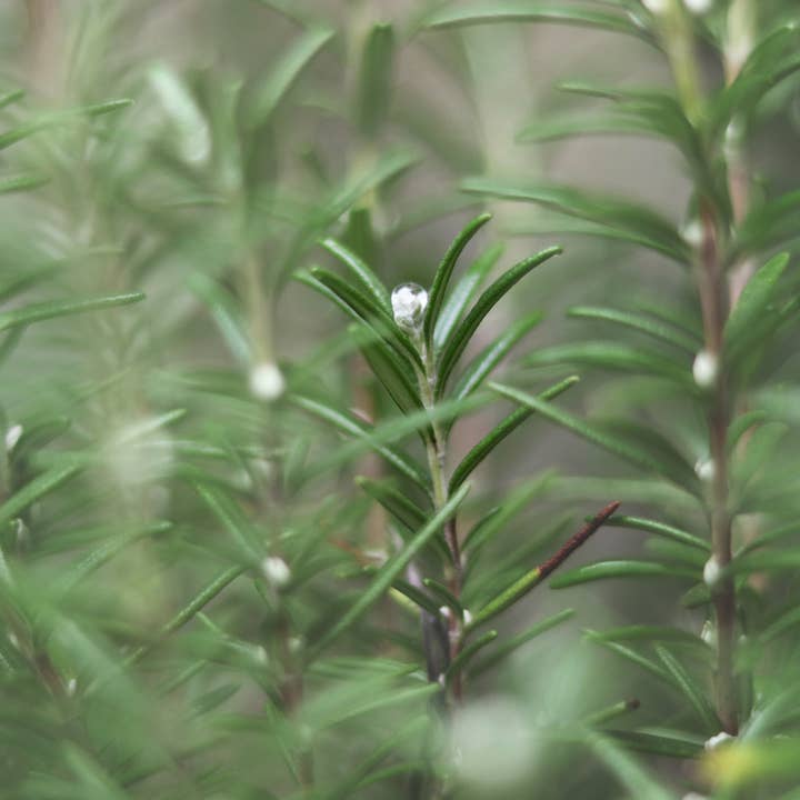 Aqua Oleum – Óleos essenciais/água para rosto e corpo por atacado – Água de alecrim1