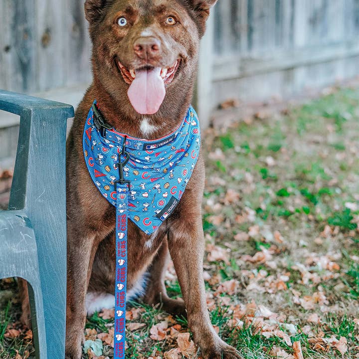 SASSY WOOF - Wholesale Pet Collar - Dog - Dog Collar - MLB x Peanuts™ Chicago Cubs™5