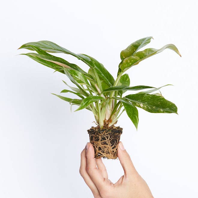 Philodendron Ring Of Fire per la vendita all'ingrosso da parte di Miniplanta