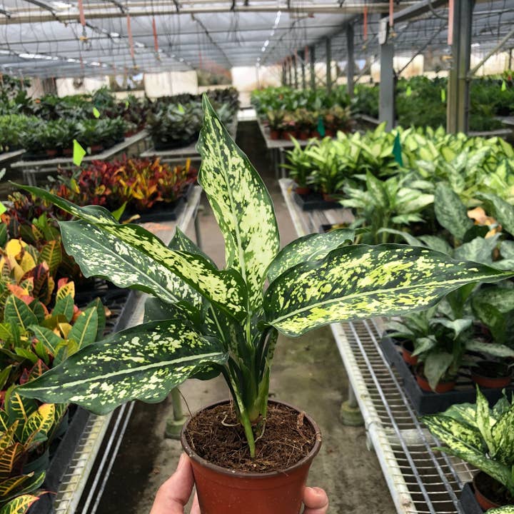 Chinese Evergreen 'First Diamond' Plant - 4" Pot for wholesale by House Plant Wholesale