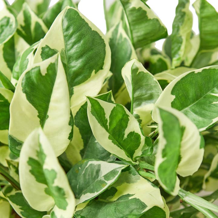 House Plant Wholesale WEST - Wholesale Live Plant - Pothos 'N'joy' Devil's Ivy Live Plant