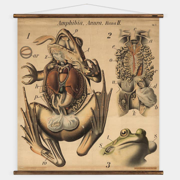 Gráfico de Parede da Rã Pfurtscheller por atacado de ERSTWHILE