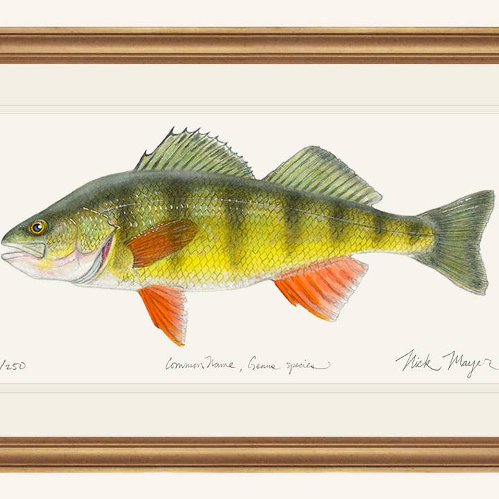 Nick Mayer Art - Wholesale Art print - Yellow Perch Fish Art Limited Edition Print2