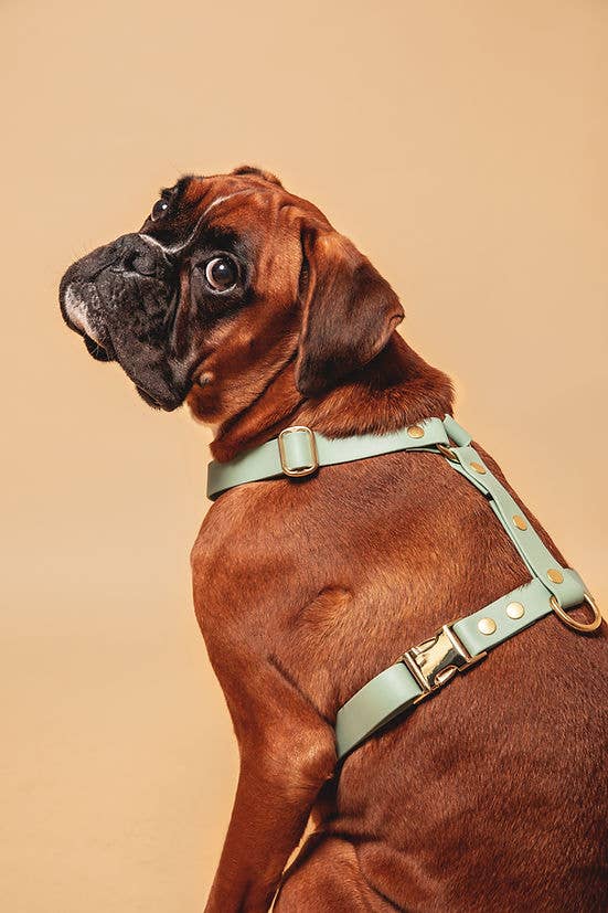 Pompon & Pets - Wholesale Pet Harness - Dog - Sea Green Harness - Biothane1