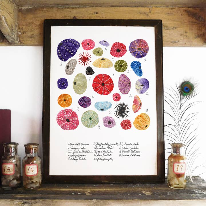 Echinozoa Sea Urchin Art Print for wholesale by Bison Bindery