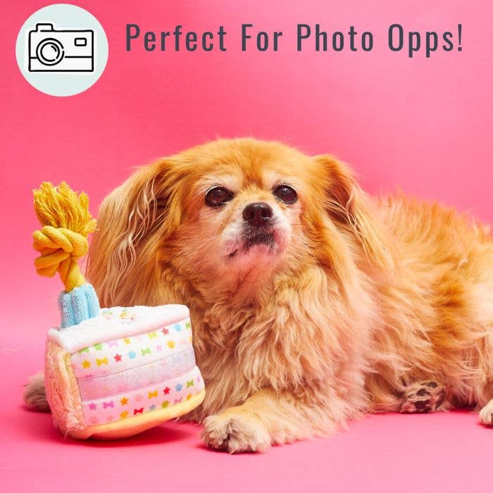 PetLondon - Wholesale Pet Plush Toy - Dog - Rainbow Sparkle Dog Happy Birthday Cake6