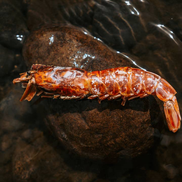 Wild n Fresh Treats - Wholesale Pet Treats - Dog - Dehydrated Argentine Red Shrimp2