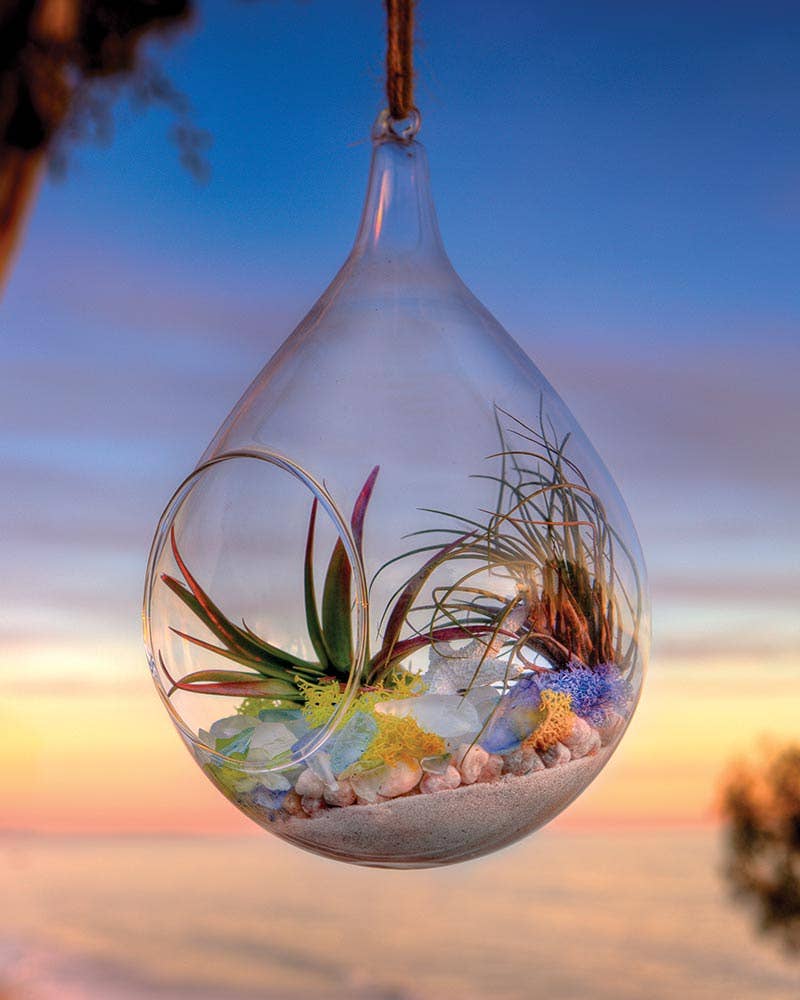 Chartreuse Beach Terrarium Kit for wholesale on Faire1