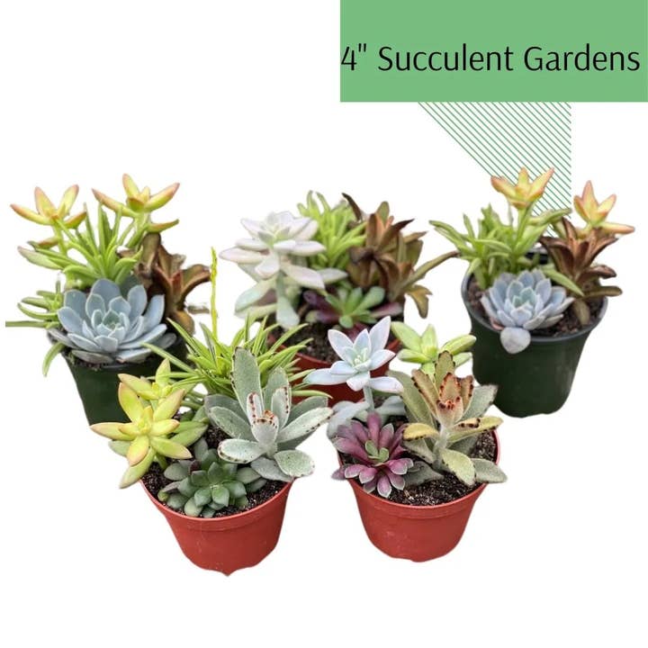 Succulents & Such, Inc. - Wholesale Live Plant - 4" Succulent Gardens Variety Pots
