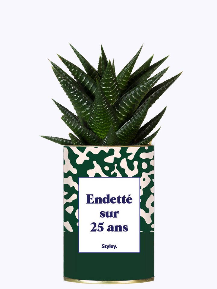 Endetté Sur 25 Ans - Cactus pour la vente par Styley