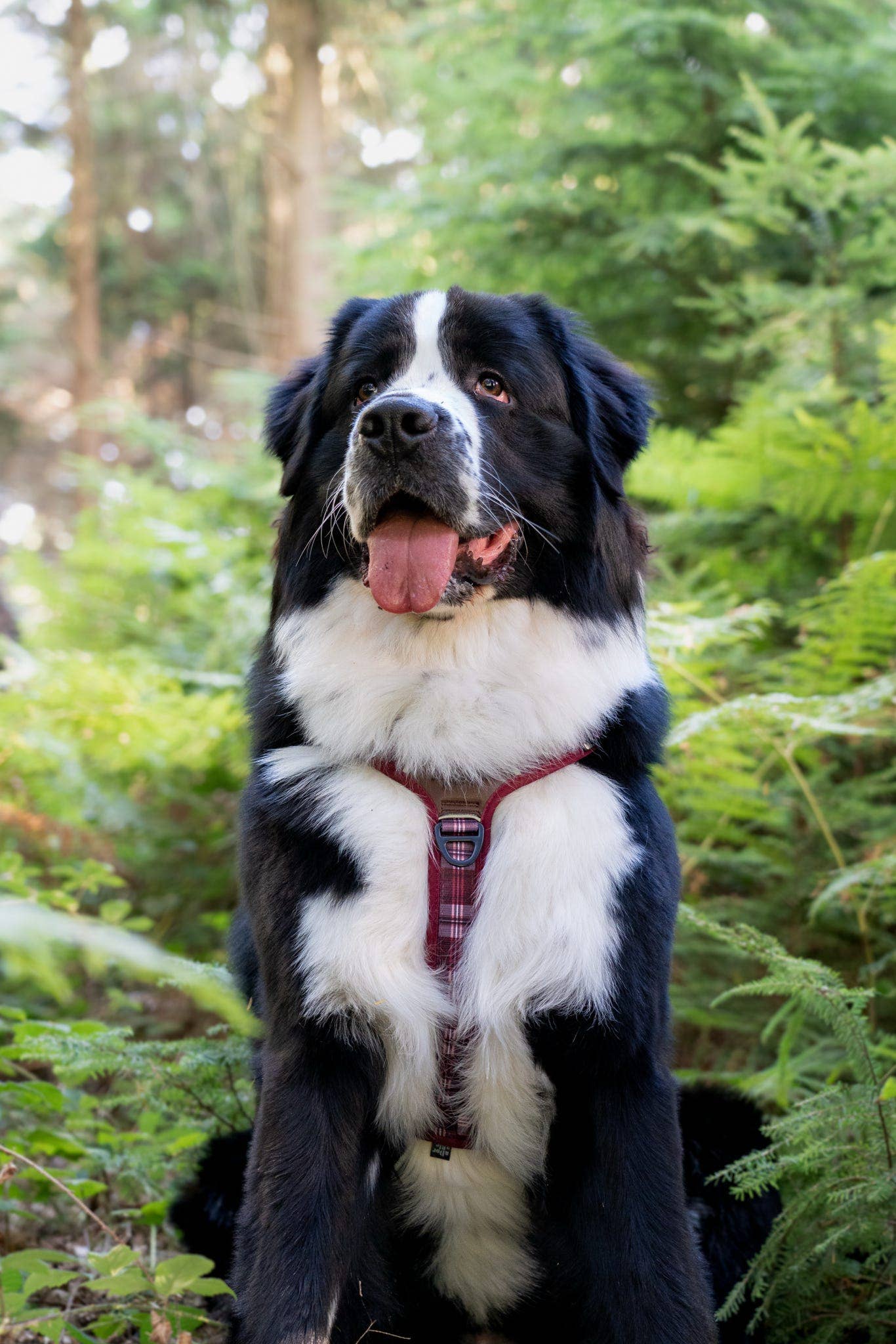 The aDoraBle Pooch Company - Wholesale Pet Harness - Dog - Streamline Pro™ Dog Harness - Heritage Collection - Merlot Manor25