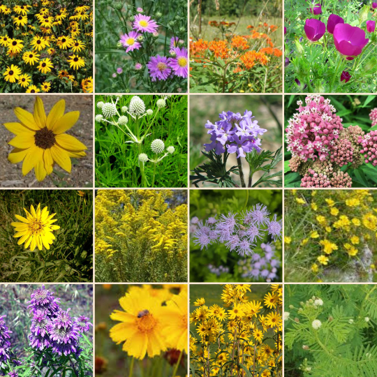 Pollinators and Blooms - Wholesale Plant Seeds - Wildflowers seed balls - easy to grow pollinator garden5