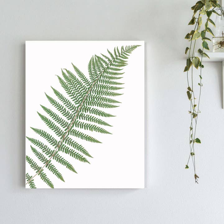 Imprimé Lady Fern - I pour la vente par Little Green Herbaria