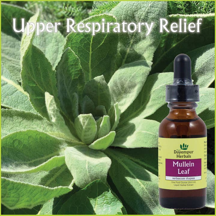 Dayempur Herbals - Wholesale Tincture - Mullein Leaf1