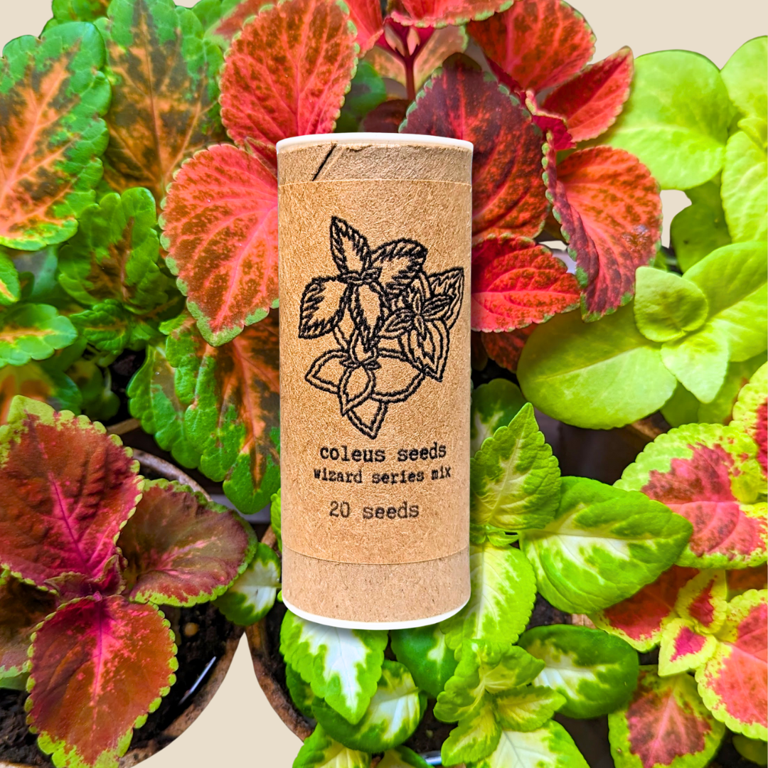 Plantflix - Vente Graines de plantes - Graines de plantes d'intérieur et de plantes tropicales18