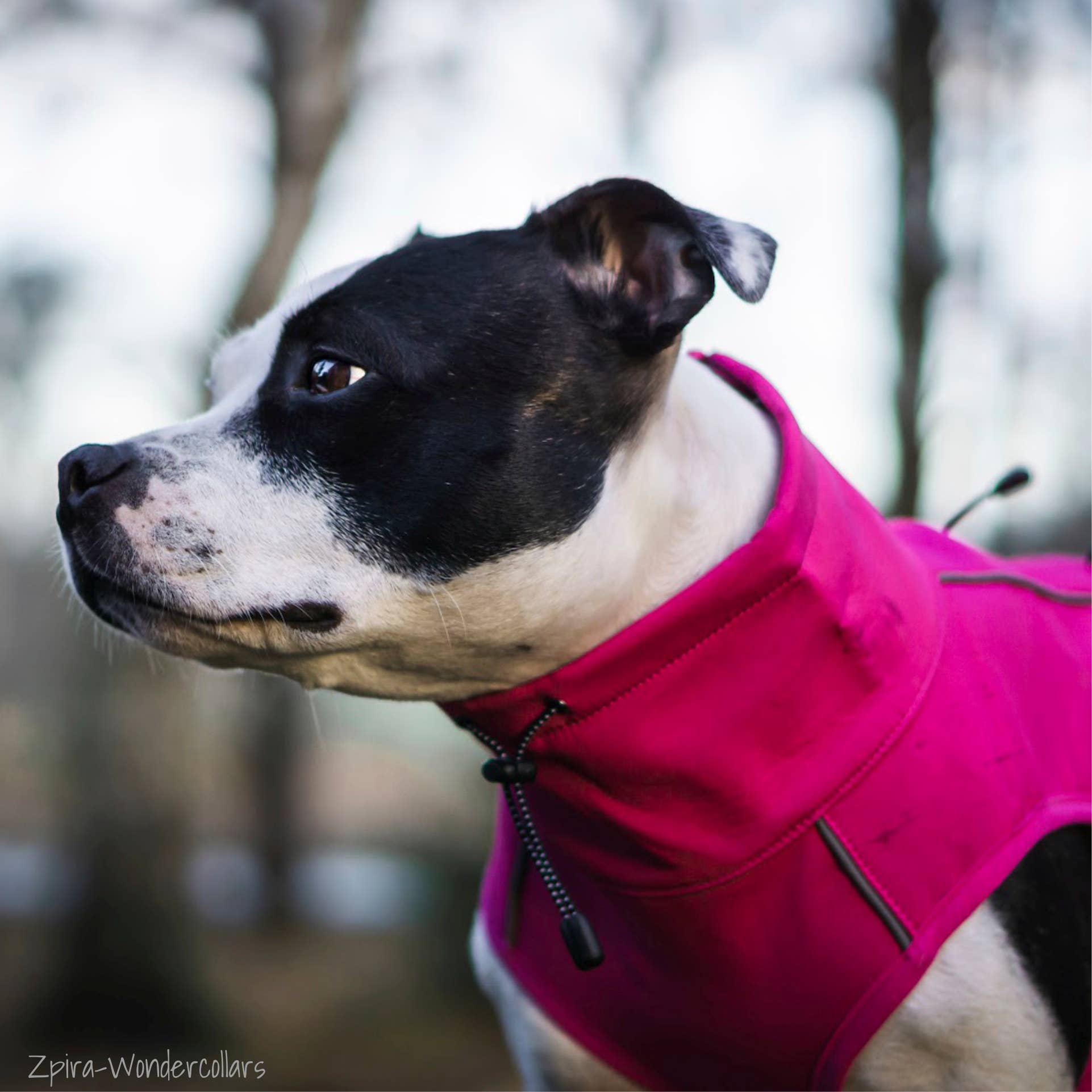 FINNERO - Vente Veste – chien - Veste réfléchissante coupe-vent FINNERO SPORT pour chien, 3 couleurs7