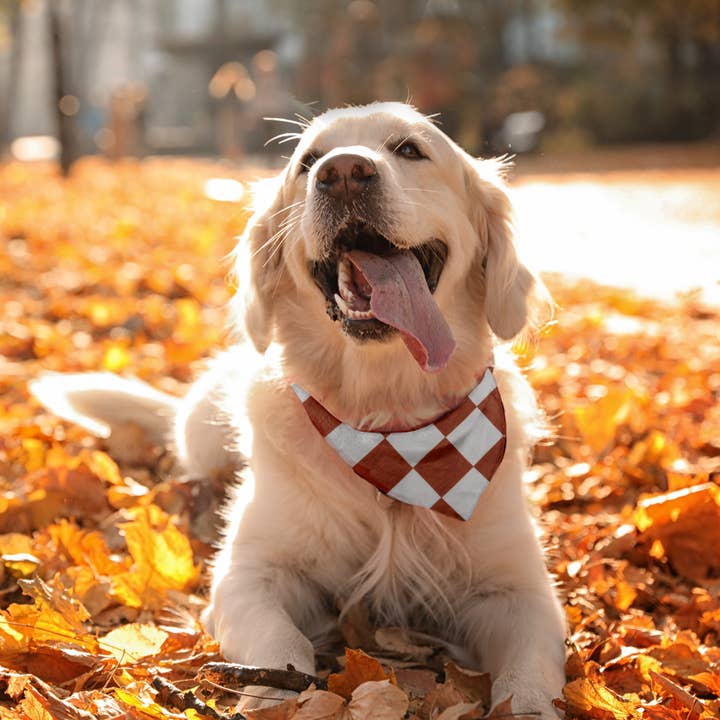 Pañuelo para mascotas para venta al por mayor de Dreamland Baby