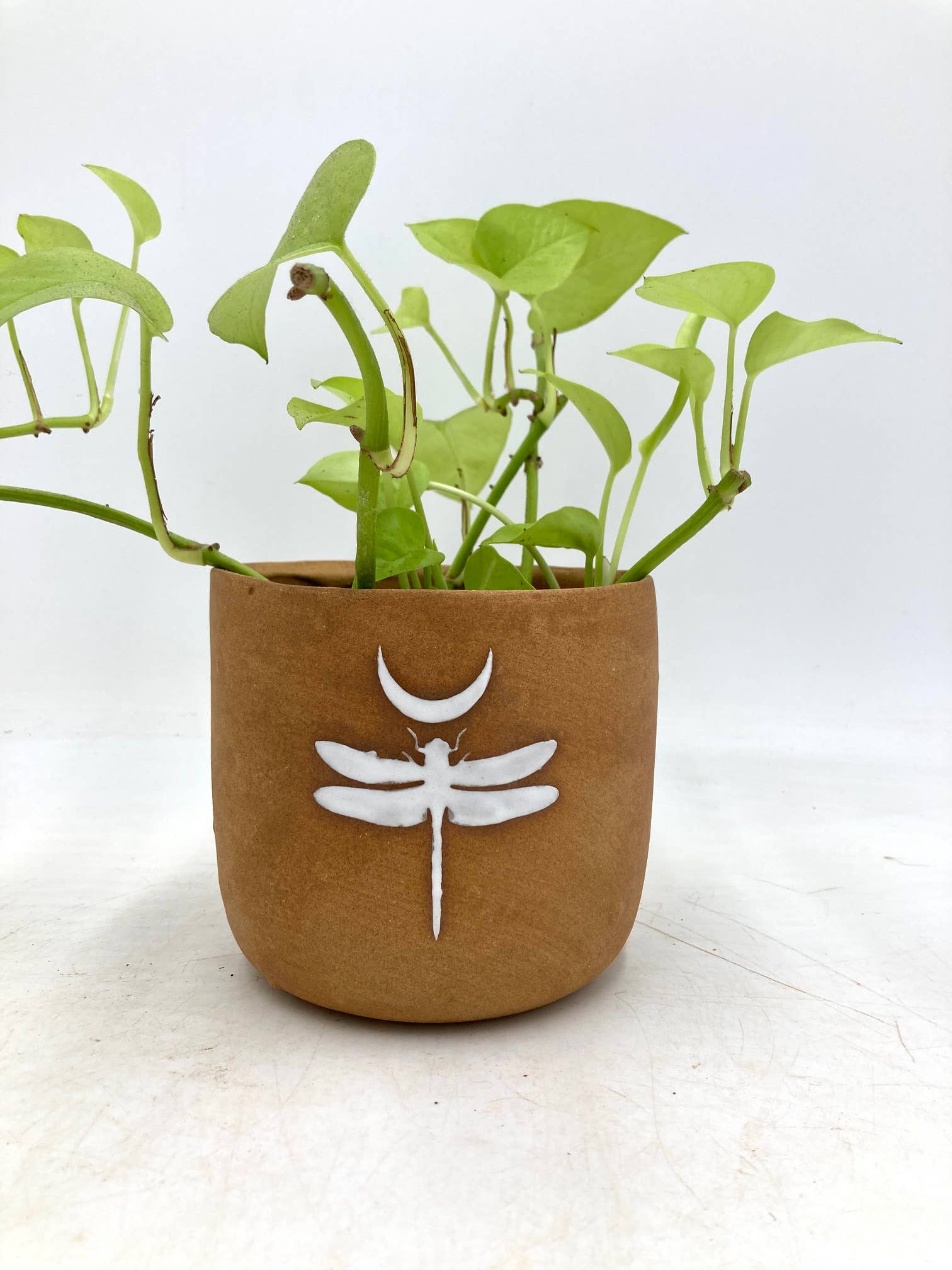 Ruby Farms Pottery - Wholesale Plant Pot - Small Dragonfly Handmade, Wonky Ceramic Plant Pot/Planter1